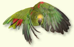 Fliegende Amazone